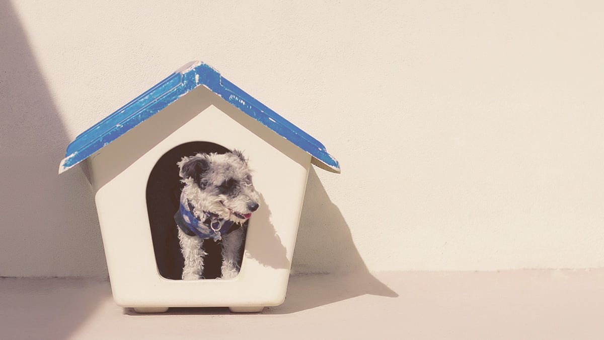 dog laying down on his dog house