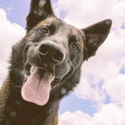 German Shepherd looking down