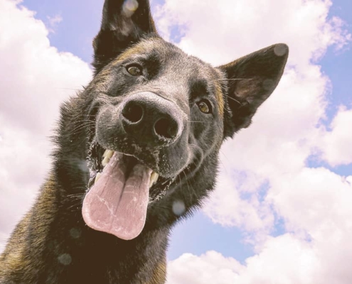 German Shepherd looking down