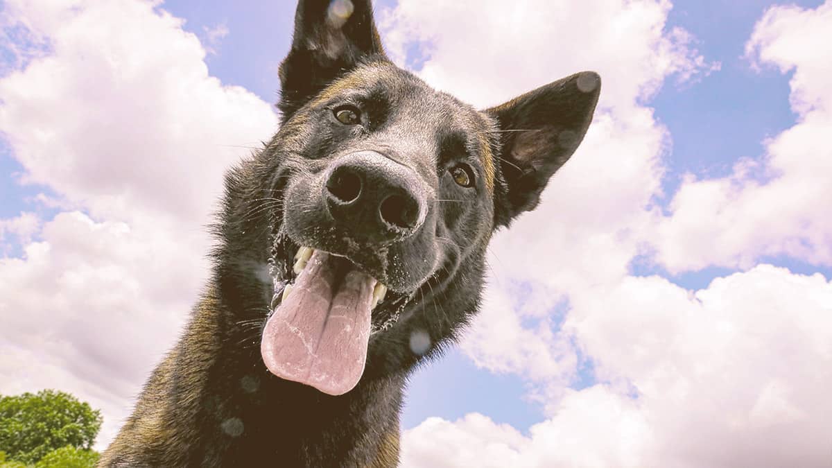 German Shepherd looking down