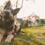 German Shepherd laying down on the grass and looking