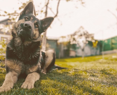 German Shepherd laying down on the grass and looking