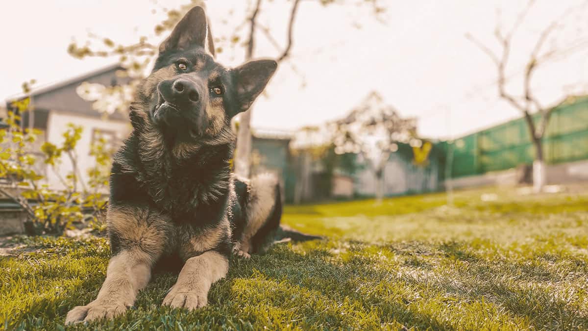 German Shepherd laying down on the grass and looking