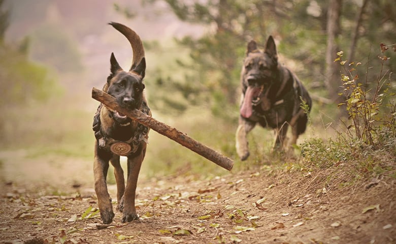 German Shepherd chasing the other with a stick on his mouth German Shepherd chasing the other with a stick on his mouth