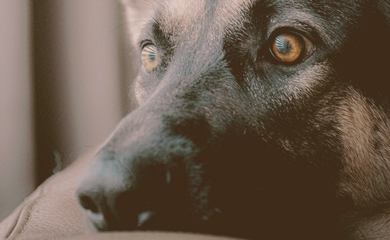 German Shepherd eyes