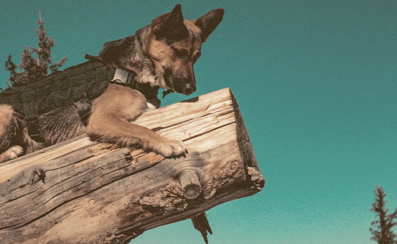German Shepherd hanging on a tree log and looking down