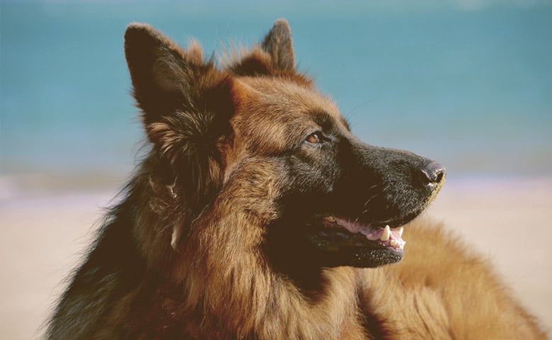 German Shepherd laying down looking