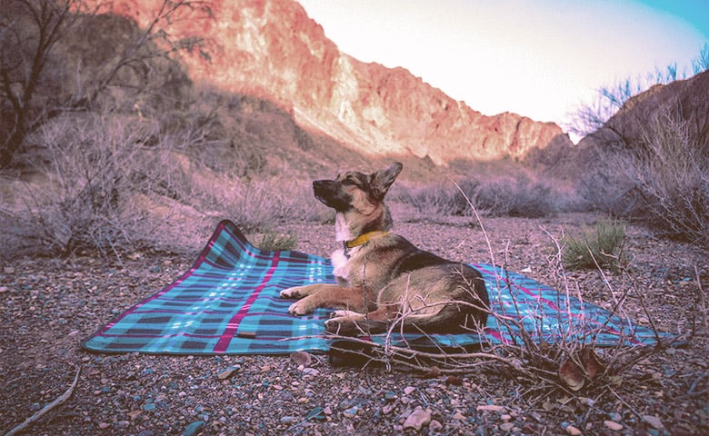 German Shepherd laying down on a blanket outdoor