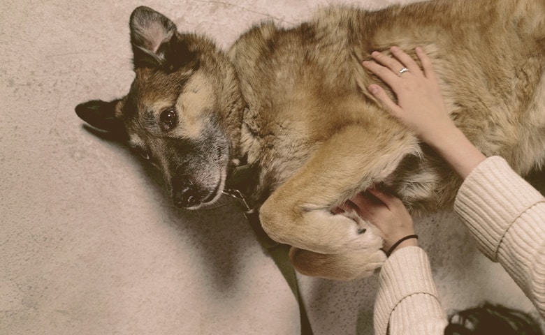 German Shepherd laying down on the floor while is being petted German Shepherd laying down on the floor while is being petted