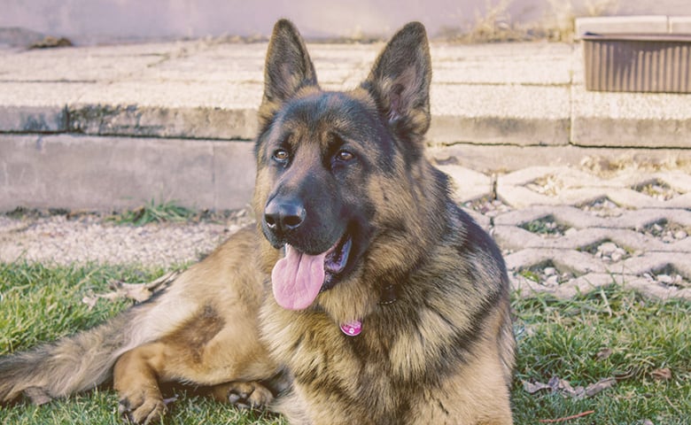 German Shepherd laying down on the grass and looking