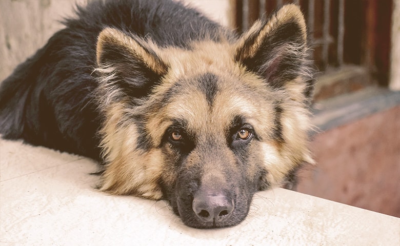 German Shepherd laying his head on a stone