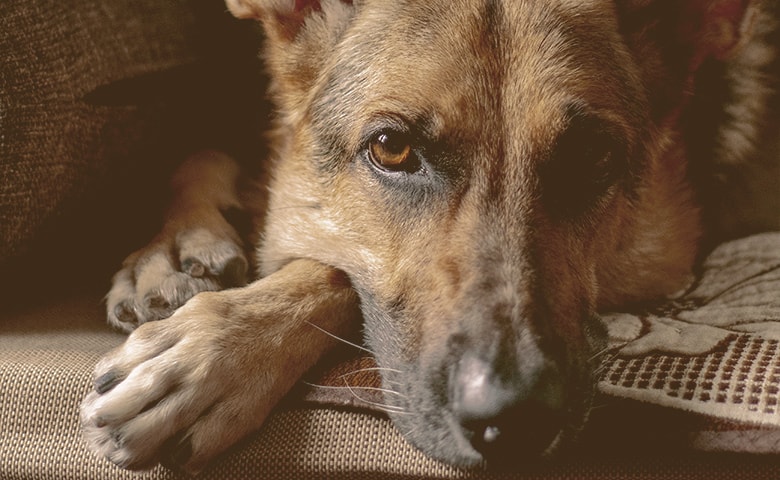 German Shepherd laying his head over his leg