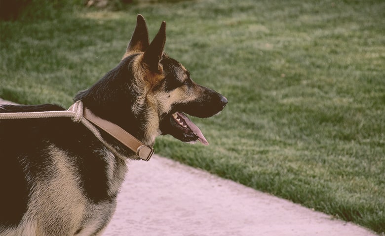 German Shepherd looking at something German Shepherd looking at something