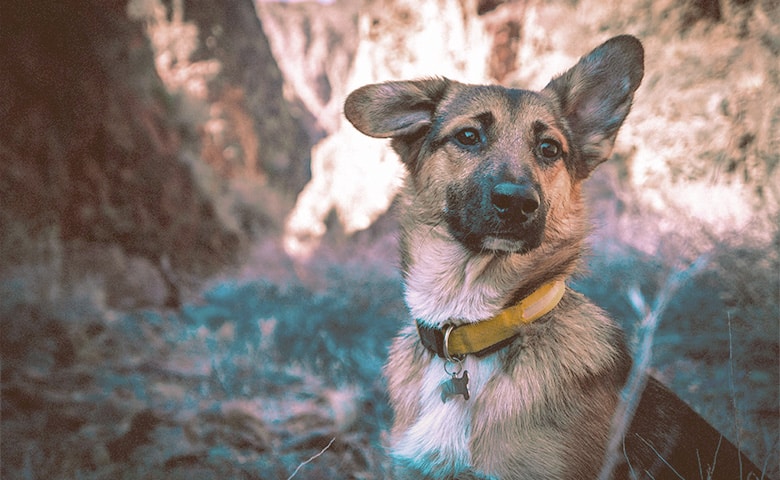 German Shepherd looking with one ear up and the other down