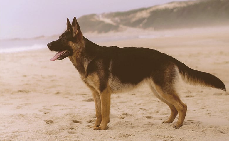 German Shepherd on the beach looking to the sea