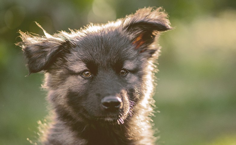 German Shepherd puppy looking