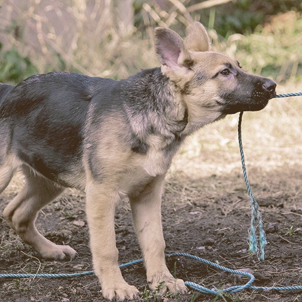 German Shepherd puppy