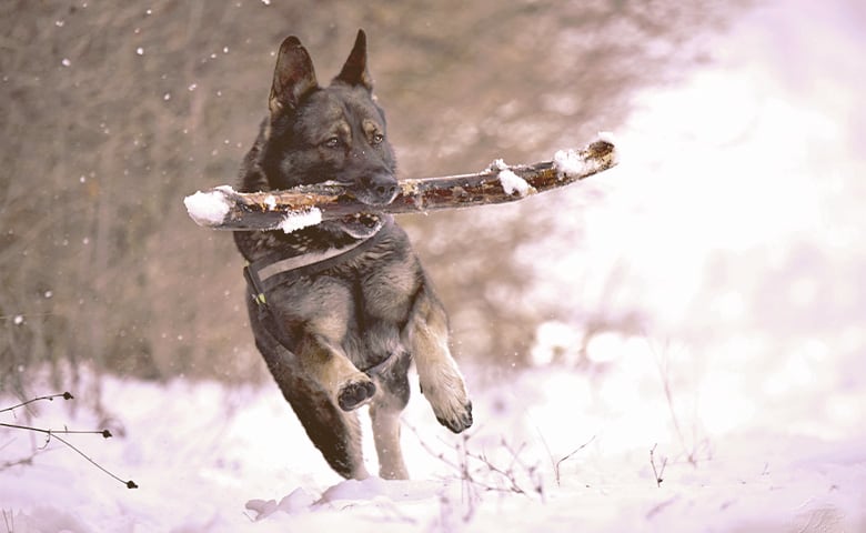 German Shepherd running on the snow with a wood stick in his mouth
