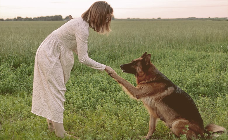 German Shepherd sitting and giving hand to a girl
