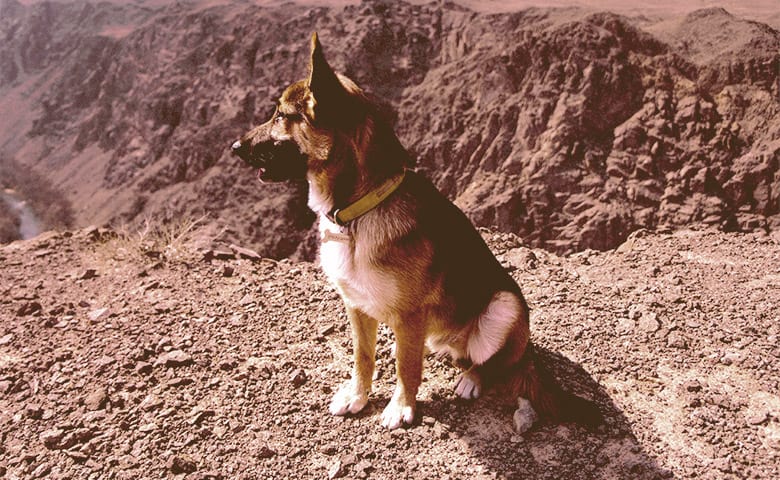 German Shepherd sitting and looking away