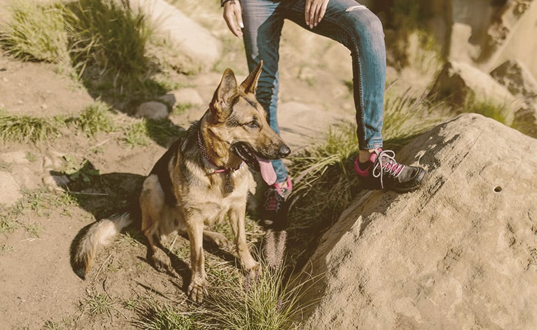 German Shepherd sitting next to his owner German Shepherd sitting next to his owner