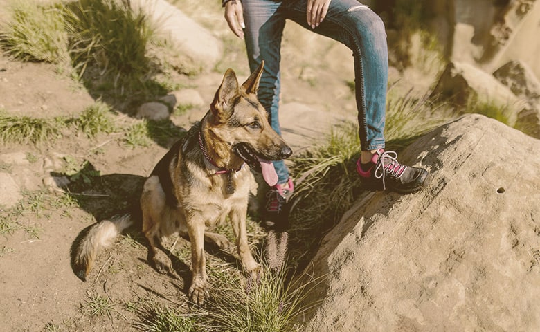 German Shepherd sitting next to his owner