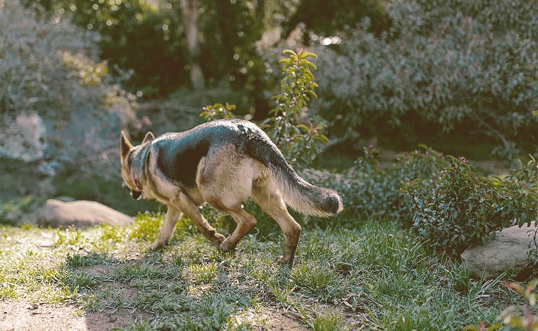 German Shepherd walking away