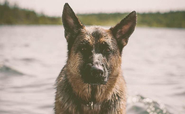 German Shepherd wet next to a lake German Shepherd wet next to a lake