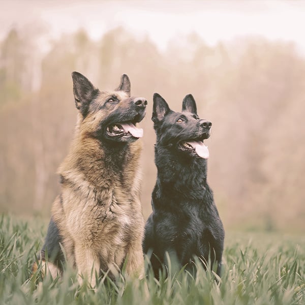 Two German Shepherds