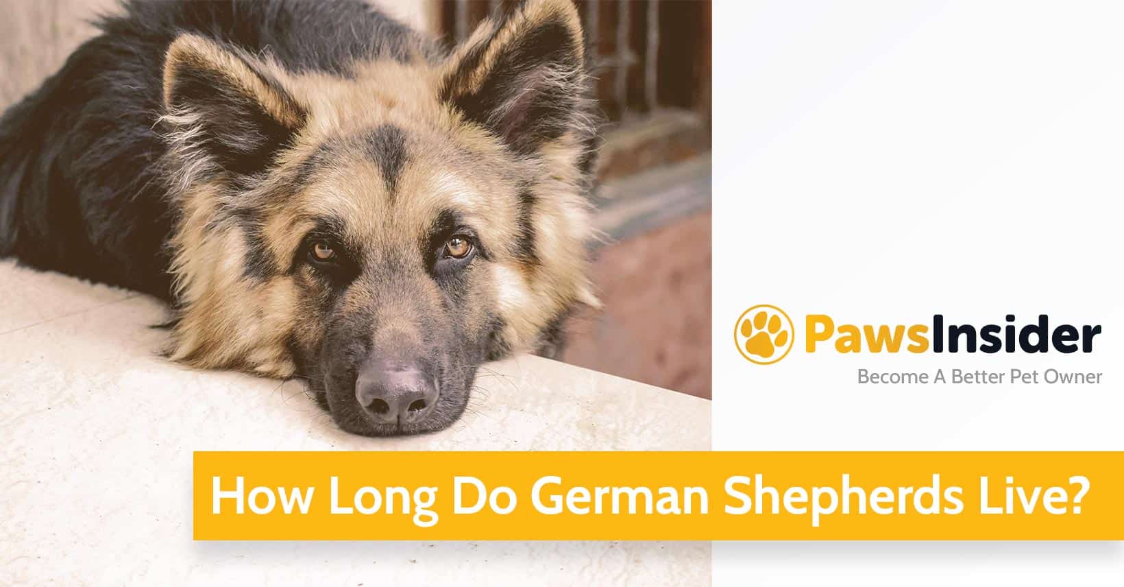 german-shepherd-lifespan-how-long-do-gsds-live