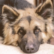 German Shepherd laying his head on a stone