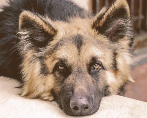 German Shepherd laying his head on a stone