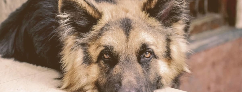 German Shepherd laying his head on a stone