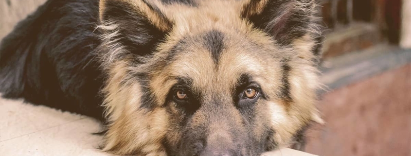 German Shepherd laying his head on a stone