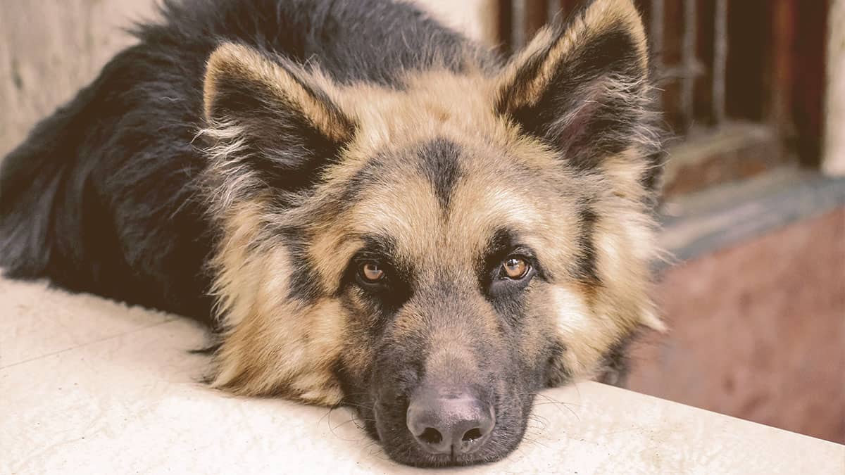 German Shepherd laying his head on a stone
