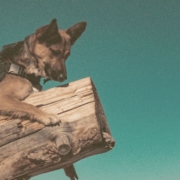 German Shepherd hanging on a tree log and looking down