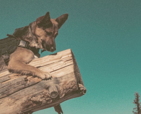 German Shepherd hanging on a tree log and looking down