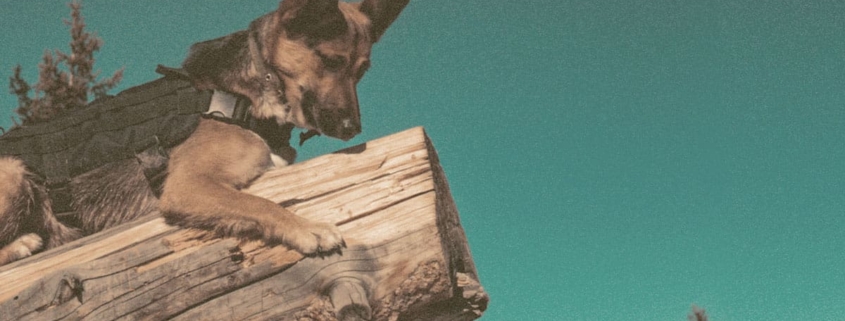 German Shepherd hanging on a tree log and looking down
