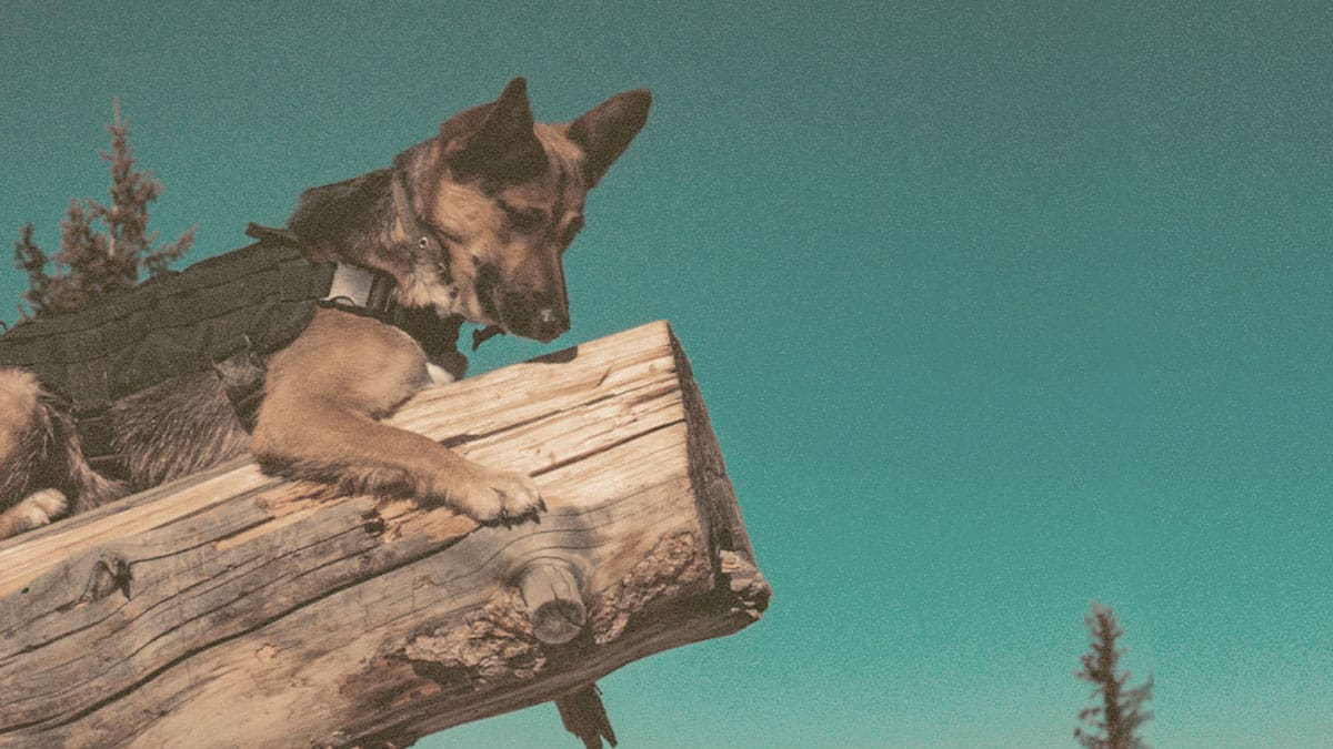 German Shepherd hanging on a tree log and looking down
