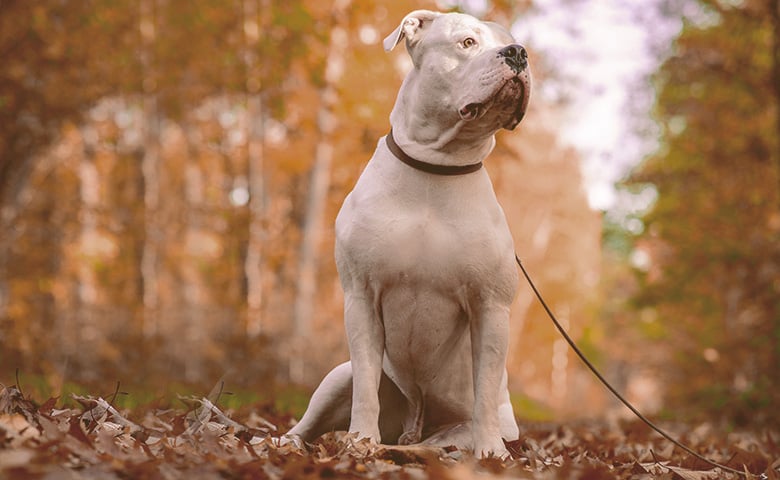 Pitbull sitting on the woods