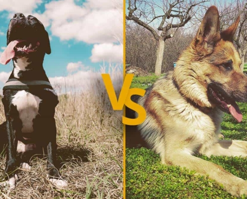 Pitbull vs German Shepherd