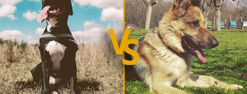 Pitbull vs German Shepherd