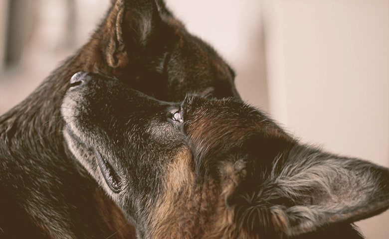 Two German Shepherd Dogs very close together