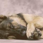 German Shepherd laying down with paws in front of face