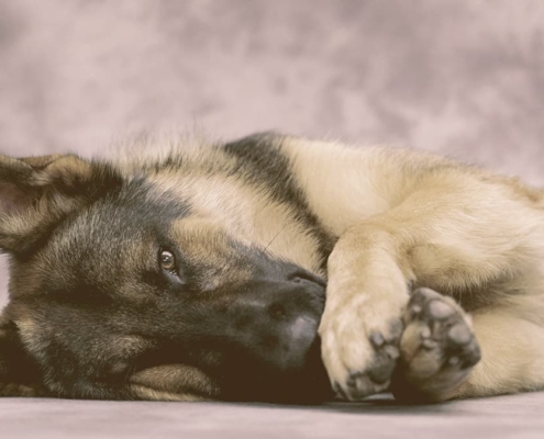 German Shepherd laying down with paws in front of face