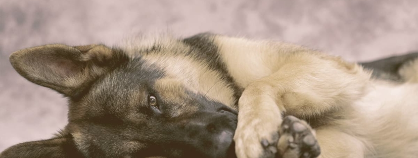 German Shepherd laying down with paws in front of face