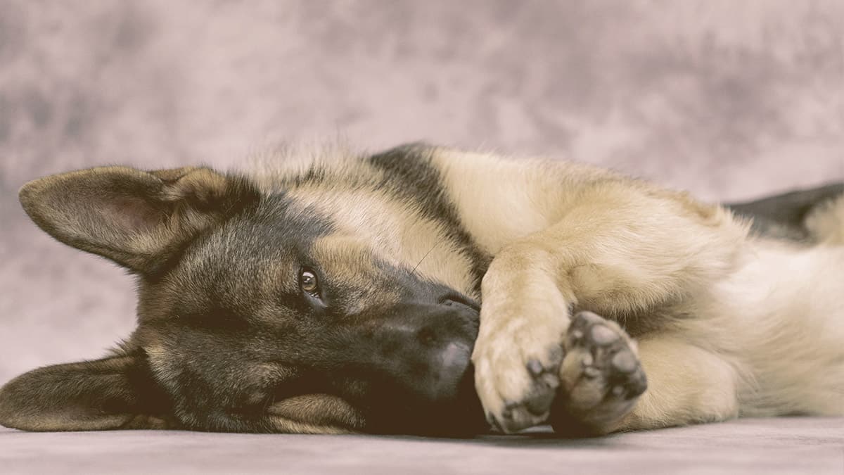 German Shepherd laying down with paws in front of face