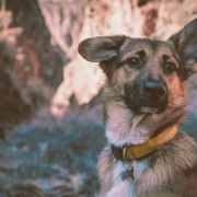 German Shepherd looking with one ear up and the other down