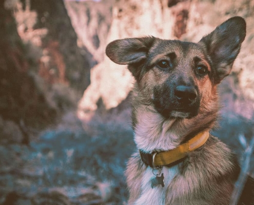 German Shepherd looking with one ear up and the other down