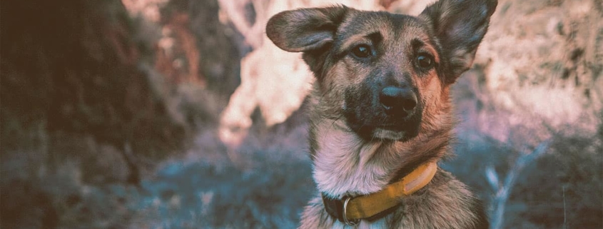 German Shepherd looking with one ear up and the other down